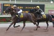 Photo de RECITAL GEDE cheval de TROT MONTE