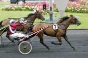 Photo de QUOLIA DE FEUGERES cheval de TROT ATTELE