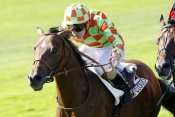 Photo de SHAW cheval de PLAT