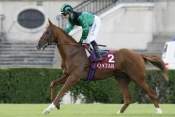 La photo de Green Tango prix de l'arc de triomphe, hippodrome de longchamp, pronostic quinté plus, resultats pmu, rapports pmu, pronostic gratuit,