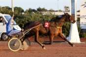 Photo de OLALA DU FRUITIER cheval de TROT ATTELE
