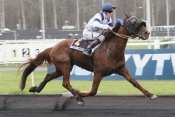 Photo de SOTO cheval de TROT MONTE