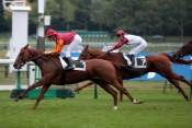 La photo de Zillione Beauty  hippodrome de Longchamp, rapports PMU, cotes PMU, zeturf, betclic,  quinté plus nocturne, quinté+, quinté plus, pronostic 