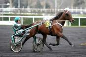 La photo de Maharajah trot attelé, trot monté, quinté+,  quinté plus nocturne, quinté+, pronostic pmu, rapports pmu, pronostic quinté gratuit, turf, pmu