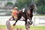 La photo de Snob De Corday trot attelé, trot monté, quinté+,  quinté plus nocturne, quinté+, pronostic pmu, rapports pmu, pronostic quinté gratuit, turf, pmu, rapport pmu