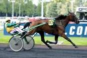 Photo de MURUROA AS cheval de TROT ATTELE