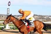 Photo de LORD LANSING cheval de PLAT