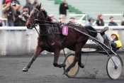 Photo de RACETRACK cheval de TROT MONTE