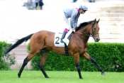 Photo de PLANTEUR cheval de PLAT