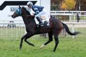 Photo de MY STONE cheval de PLAT