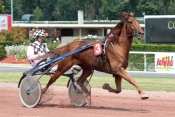 Photo de VICI DU VIVIER cheval de TROT ATTELE