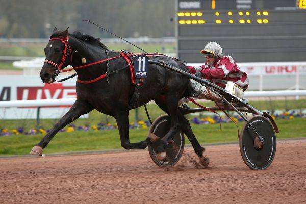 Photo de SAPHIR DE FILLE cheval de TROT ATTELE