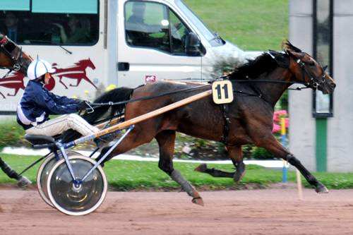 Photo de TIERCE DES RACQUES cheval de TROT ATTELE