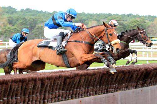 Photo de TARABEL cheval de HAIES