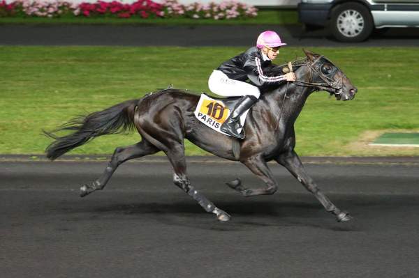 Photo de VENT DU CIEL cheval de TROT ATTELE