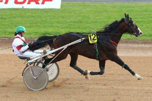 Photo de SPIRIT BEJI cheval de TROT ATTELE