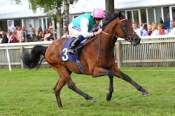 La photo de Kingman 