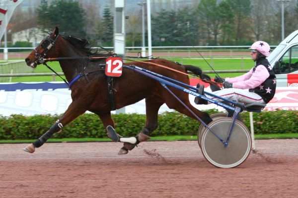 CELLO ALTO - La fiche CANALTURF du cheval, performances pmu, pédigré ...