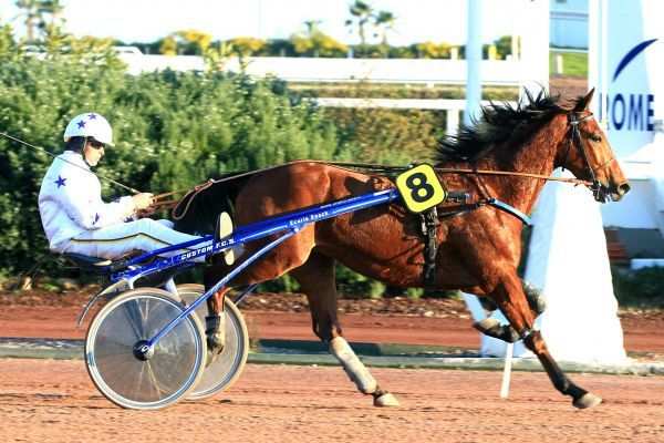 Photo de RHODO DE SASSY cheval de TROT ATTELE