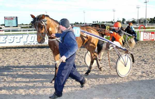 Photo de TEL KISS cheval de TROT ATTELE