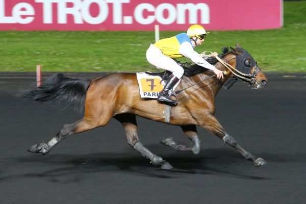 Photo de VENICIO BELLO cheval de TROT ATTELE