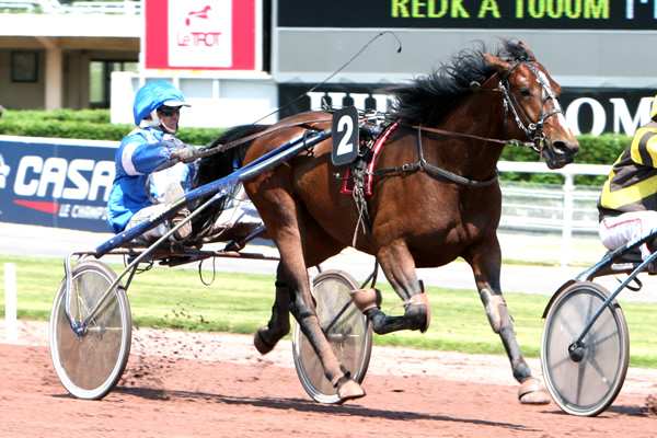 Photo de A SPECIAL ONE cheval de TROT ATTELE