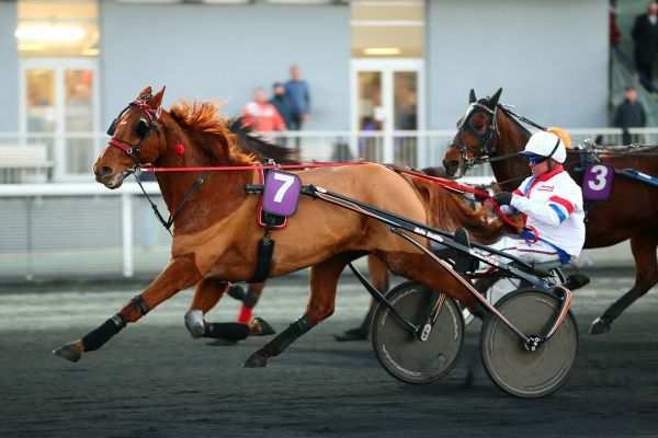Photo de SERVICE SECRET cheval de TROT ATTELE