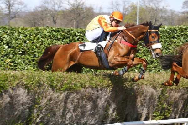 BAOURI La fiche CANALTURF du cheval, performances pmu, pédigré