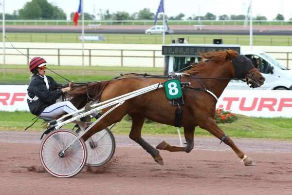 TILLEUL D ANJOU La Fiche CANALTURF Du Cheval Performances Pmu 