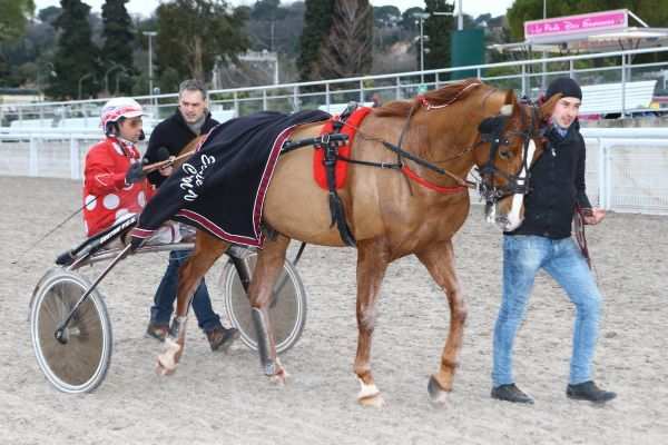 Photo de VELOCE D'OCCAGNES cheval de TROT ATTELE