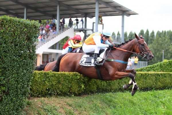 Photo de POURTOIMARCO cheval de STEEPLE CHASE