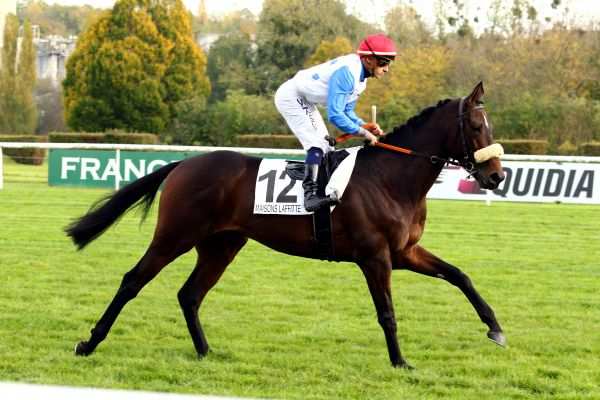 RISE HIT - La fiche CANALTURF du cheval, performances pmu, pédigré ...