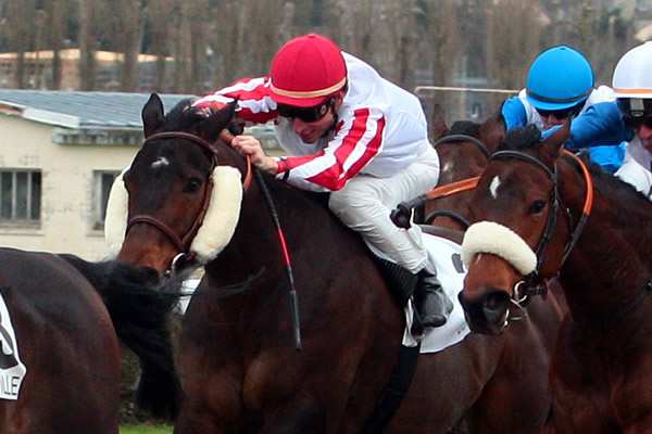 Photo de BOLTCITY cheval de PLAT