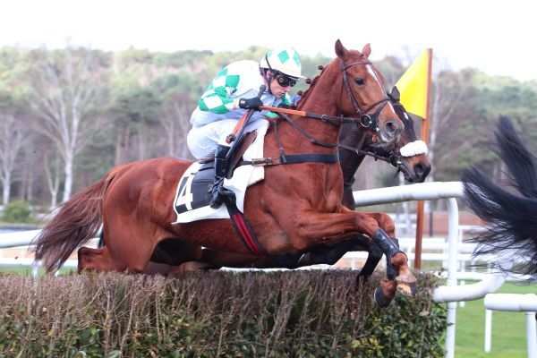 Photo de DOLLAR DES MOTTES cheval de STEEPLE CHASE