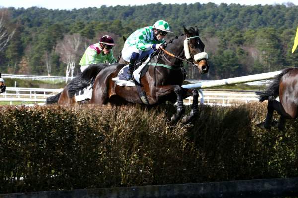 Photo de LAND BARON cheval de HAIES
