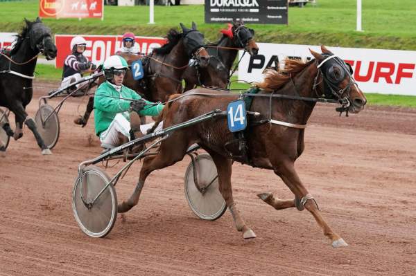 Photo de FERVENTE cheval de TROT ATTELE
