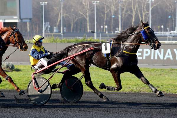 Photo de FIFTY BLACK cheval de TROT ATTELE