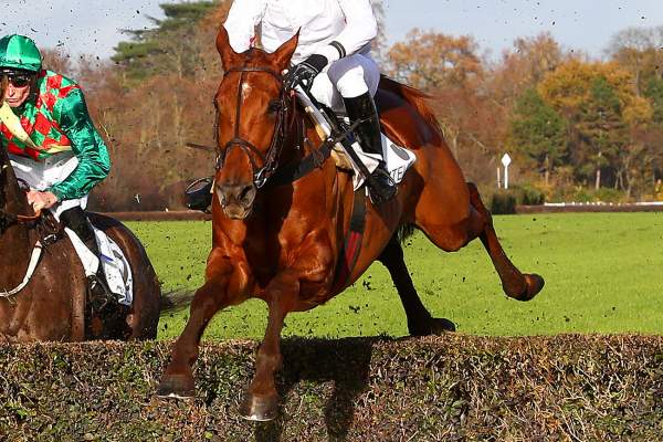 Photo de LADY DE ROCHE cheval de STEEPLE CHASE