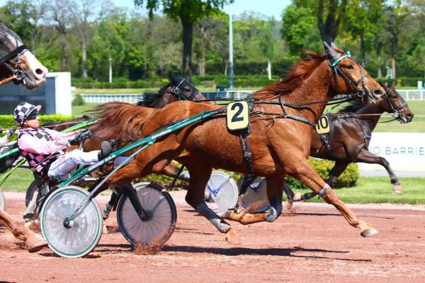 Photo de GASPARD cheval de TROT ATTELE
