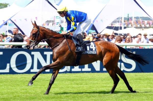 Photo de MORNING DEW cheval de PLAT