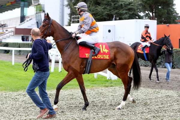 Photo de TRES RUSH cheval de PLAT