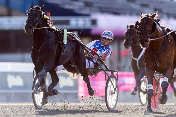 Photo de KING OF EVERYTHING cheval de TROT ATTELE