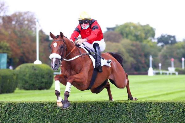 Photo de GALLEO CONTI cheval de HAIES