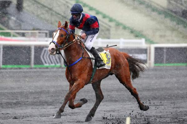 La photo de Helitlopet Arrivée course PMU Prix Camille de Wazières Hippodrome de Vincennes 24/01/2021