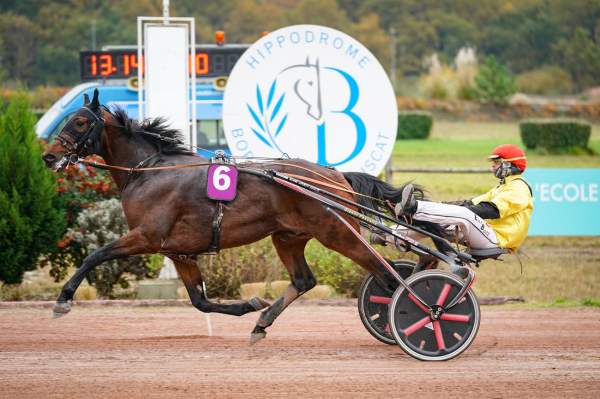 Photo de INSTRUMENTALISTE cheval de TROT ATTELE