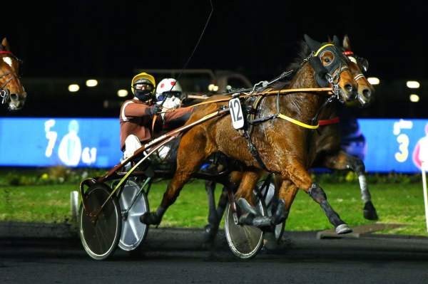 Photo de HASARD cheval de TROT ATTELE