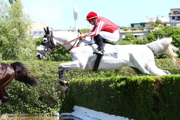 Photo de DERNIER CRI cheval de STEEPLE CHASE