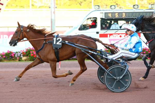 Photo de HAPPY D'AIMTE cheval de TROT ATTELE