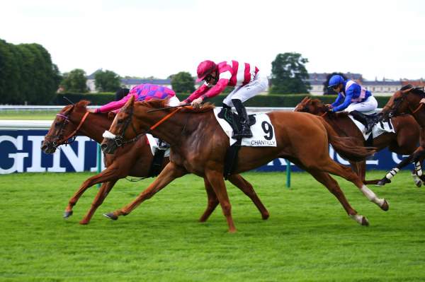 Photo de GIANTISSIME cheval de PLAT