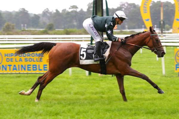 Photo de FLYING EASY cheval de PLAT